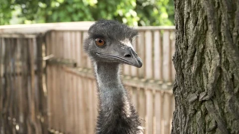 A Portrait of Emu head and upper neck Of A Funny Young male Emu bird. Australia Stock Footage 82840043