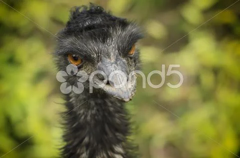 Portrait of Emu ostrich Stock Photos