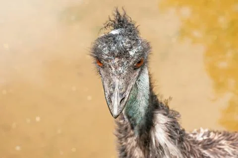 Portrait of an emu Stock Photos