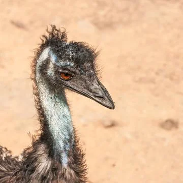 Portrait of an emu Stock Photos