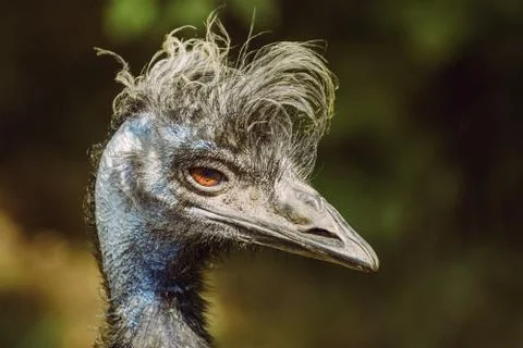 Portrait of Emu Stock Photos