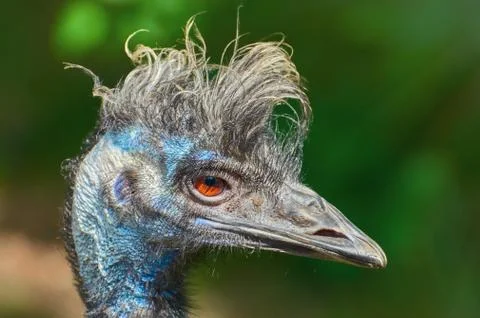 Portrait of Emu Stock Photos