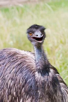 Portrait of an emu Foto stock