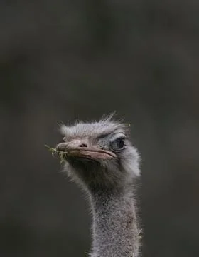 Portrait of an emu Stock Photos