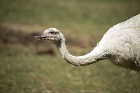 Portrait of an Emu Stock Photos