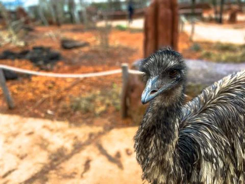 Portrait of an emus Stock Photos
