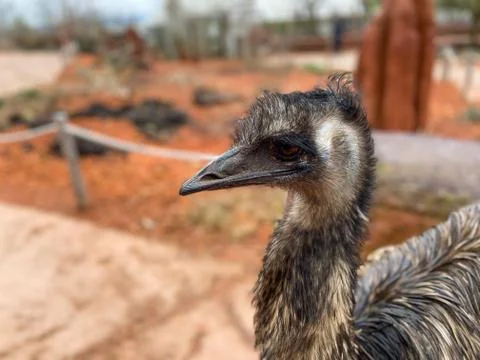 Portrait of an emus Stock Photos