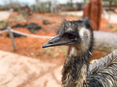 Portrait of an emus Stock Photos