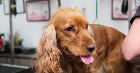 Portrait of an English Cocker Spaniel getting a haircut at a groomer, close-up. Stock Footage 312214404