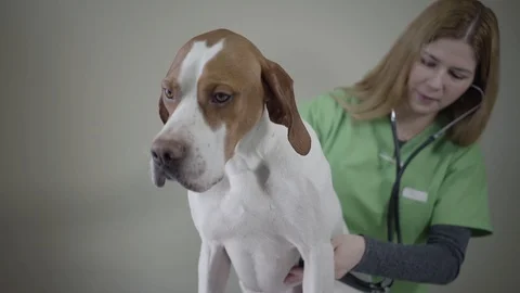 Portrait english pointer dog portrait in veterinary clinic. Veterinarian woman Stock Footage 107385335