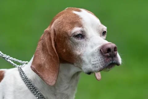 Portrait of english pointer Stock Photos