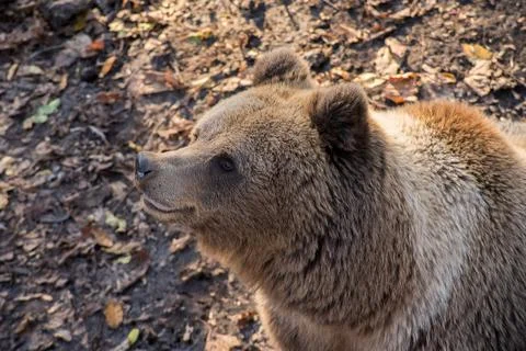 Portrait of a Eurasian brown bear (Ursus arctos arctos), is a large carnivore Stock Photos