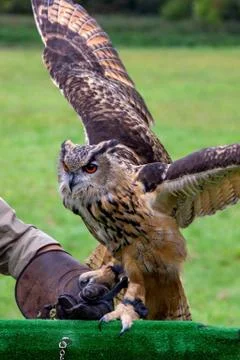 A portrait of a Eurasian eagle-owl being put back on a birdshow prop by a fal Stock Photos
