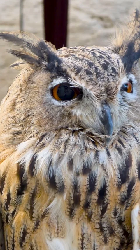 Portrait of a Eurasian eagle-owl (Bubo bubo) showing detailed eye, beak, and Stock Footage 345506936