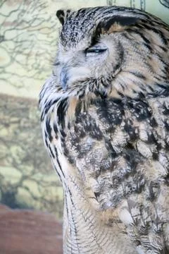 Portrait of The Eurasian Eagle Owl (Bubo bubo) Stock Photos