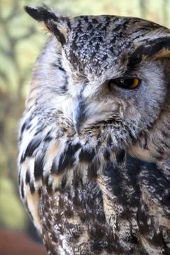 Portrait of The Eurasian Eagle Owl (Bubo bubo) Stock Photos