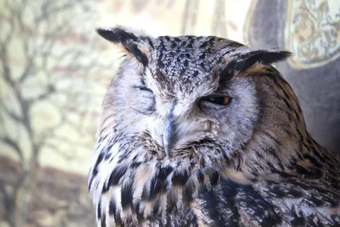 Portrait of The Eurasian Eagle Owl (Bubo bubo) Stock Photos