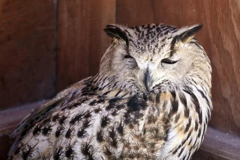 Portrait of The Eurasian Eagle Owl (Bubo bubo) Foto stock