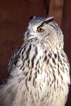 Portrait of The Eurasian Eagle Owl (Bubo bubo) Stock Photos