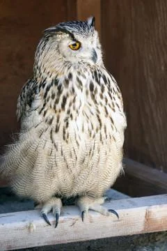 Portrait of The Eurasian Eagle Owl (Bubo bubo) Stock Photos