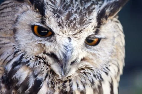 Portrait of The Eurasian Eagle Owl (Bubo bubo) Foto stock