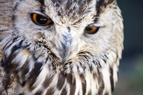 Portrait of The Eurasian Eagle Owl (Bubo bubo) Stock Photos