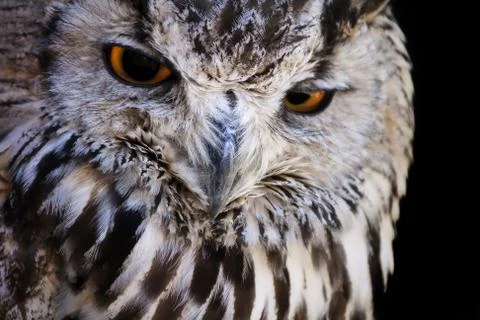 Portrait of The Eurasian Eagle Owl (Bubo bubo) Stock Photos