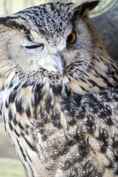 Portrait of The Eurasian Eagle Owl (Bubo bubo) Stock Photos