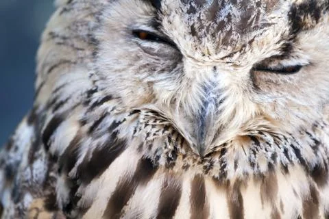 Portrait of The Eurasian Eagle Owl (Bubo bubo) Foto stock