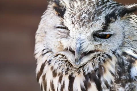 Portrait of The Eurasian Eagle Owl (Bubo bubo) Stock Photos