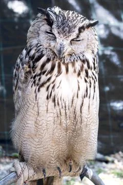 Portrait of The Eurasian Eagle Owl (Bubo bubo) Stock Photos