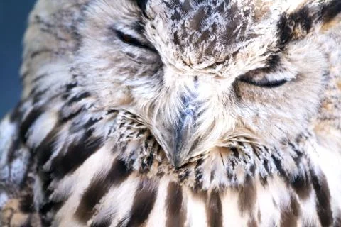 Portrait of The Eurasian Eagle Owl (Bubo bubo) Stock Photos
