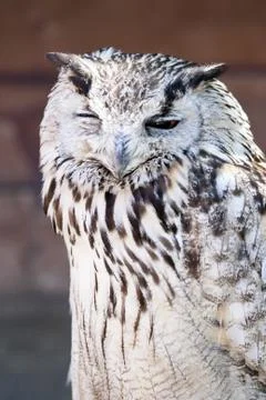 Portrait of The Eurasian Eagle Owl (Bubo bubo) Stock Photos