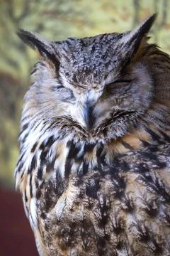 Portrait of The Eurasian Eagle Owl (Bubo bubo) Stock Photos