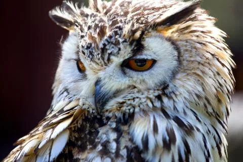 Portrait of The Eurasian Eagle Owl (Bubo bubo) Stock Photos