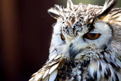 Portrait of The Eurasian Eagle Owl (Bubo bubo) Stock Photos