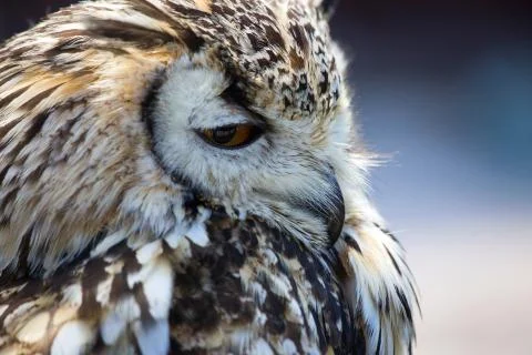 Portrait of The Eurasian Eagle Owl (Bubo bubo) Stock Photos