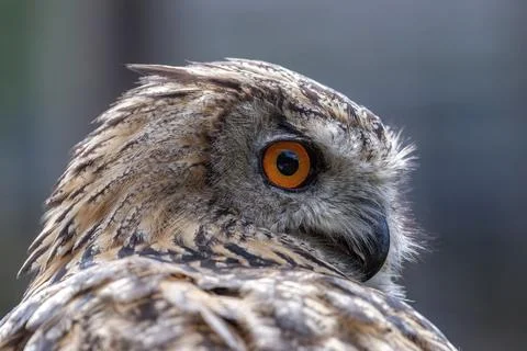 Portrait of a Eurasian Eagle-Owl (Bubo bubo) Stock Photos