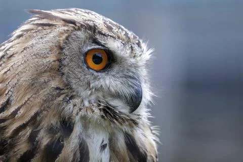 Portrait of a Eurasian Eagle-Owl (Bubo bubo) Stock Photos