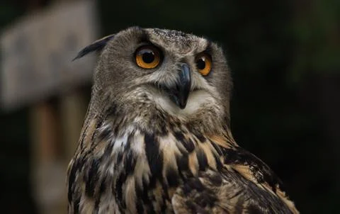 Portrait of Eurasian eagle owl or Bubo bubo Stock Photos