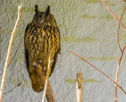 Portrait of a Eurasian eagle owl sitting on a tree branch, common bird from E Stock Photos