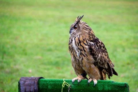 A portrait of a eurasian eagle-owl sitting on a wooden bar covered with fake  Stock Photos
