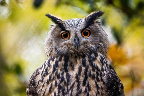 Portrait of a Eurasian Eagle-Owl in a tree Stock Photos