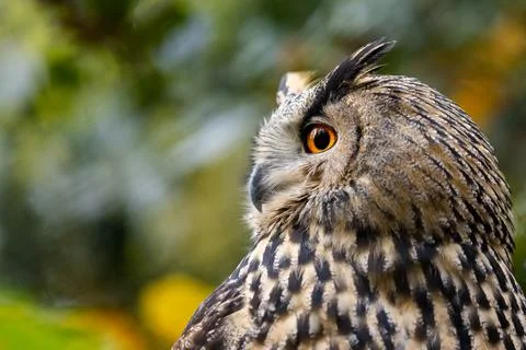 Portrait of a Eurasian Eagle-Owl in a tree Foto stock