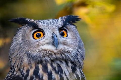 Portrait of a Eurasian Eagle-Owl in a tree Stock Photos