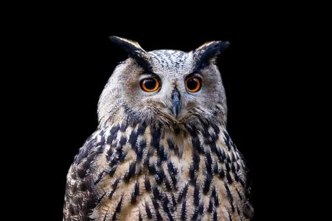 Portrait of a Eurasian Eagle-Owl in a tree Stock Photos