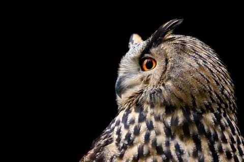 Portrait of a Eurasian Eagle-Owl in a tree Foto stock