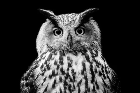 Portrait of a Eurasian Eagle-Owl in a tree Stock Photos