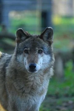 Portrait of a Eurasian grey wolf. Stock Photos