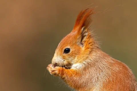 Portrait of Eurasian red squirrel, sciurus vulgaris, in autumn forest. Stock Photos